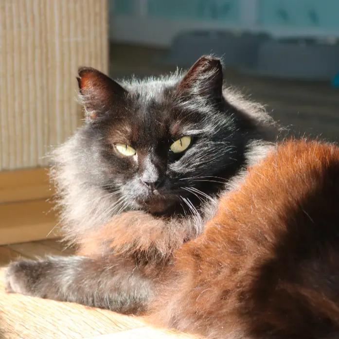 Enlarge Penny, a ADOPTABLE mixed breed in Ocala, FL image 1/6