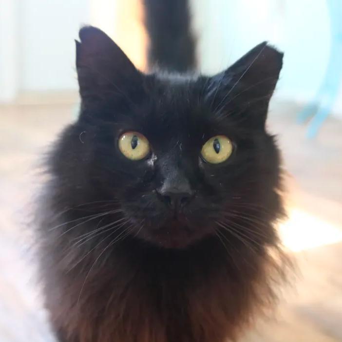 Enlarge Penny, a ADOPTABLE mixed breed in Ocala, FL image 3/6