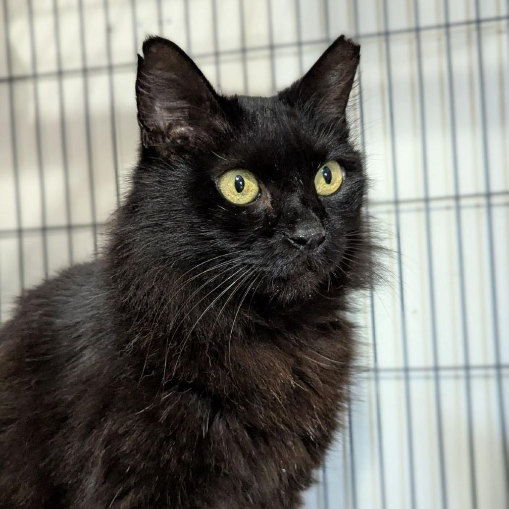 Enlarge Penny, a ADOPTABLE mixed breed in Ocala, FL image 2/3