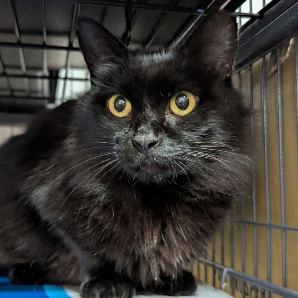 Enlarge Penny, a ADOPTABLE mixed breed in Ocala, FL image 3/3