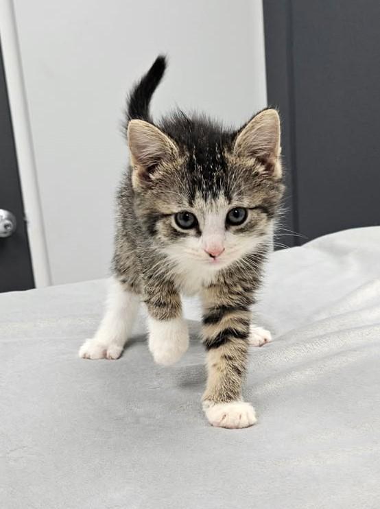 Nala, Baby Female Domestic Short Hair