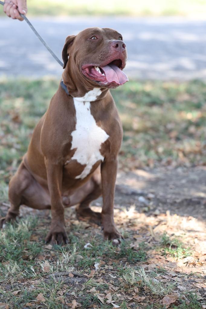 Debo, Adoptable, Adult Male Pit Bull Terrier & Mixed Breed.