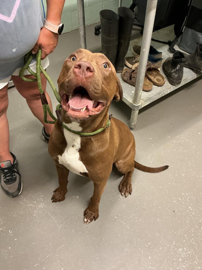Debo, Adoptable, Adult Male Pit Bull Terrier & Mixed Breed.