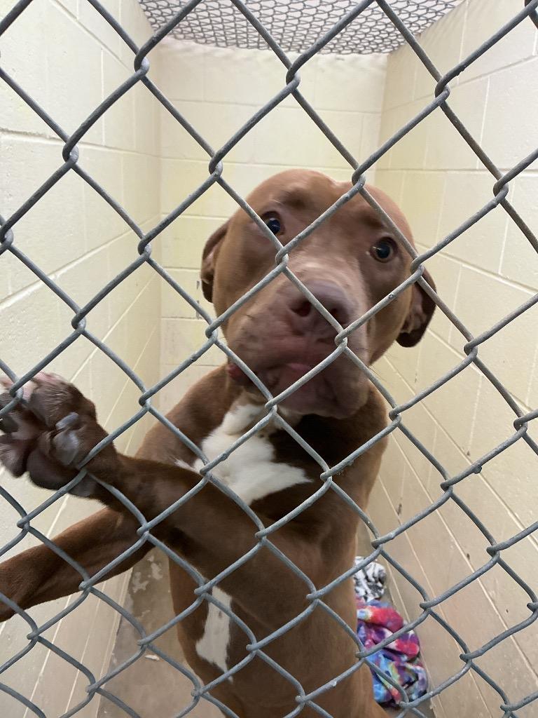 Debo, Adoptable, Adult Male Pit Bull Terrier & Mixed Breed.