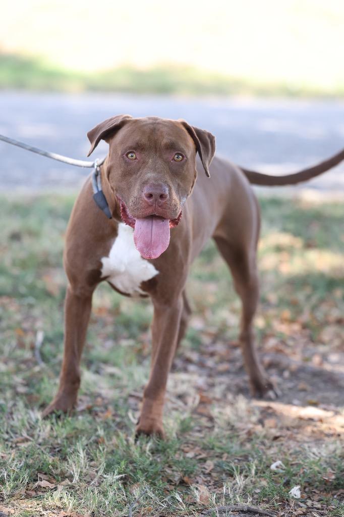 Enlarge Debo, a Adoptable mixed breed in Dyersburg, TN image 4/4