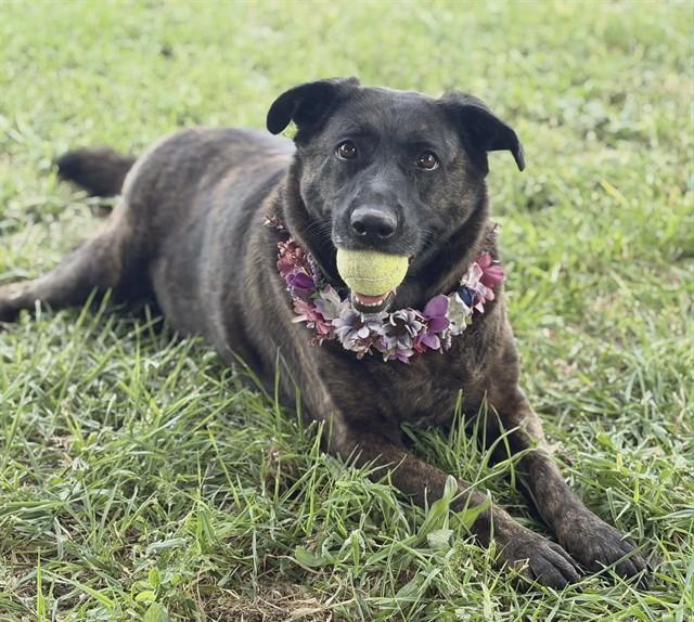 SOPHIE, Adoptable, Senior Female Dutch Shepherd.