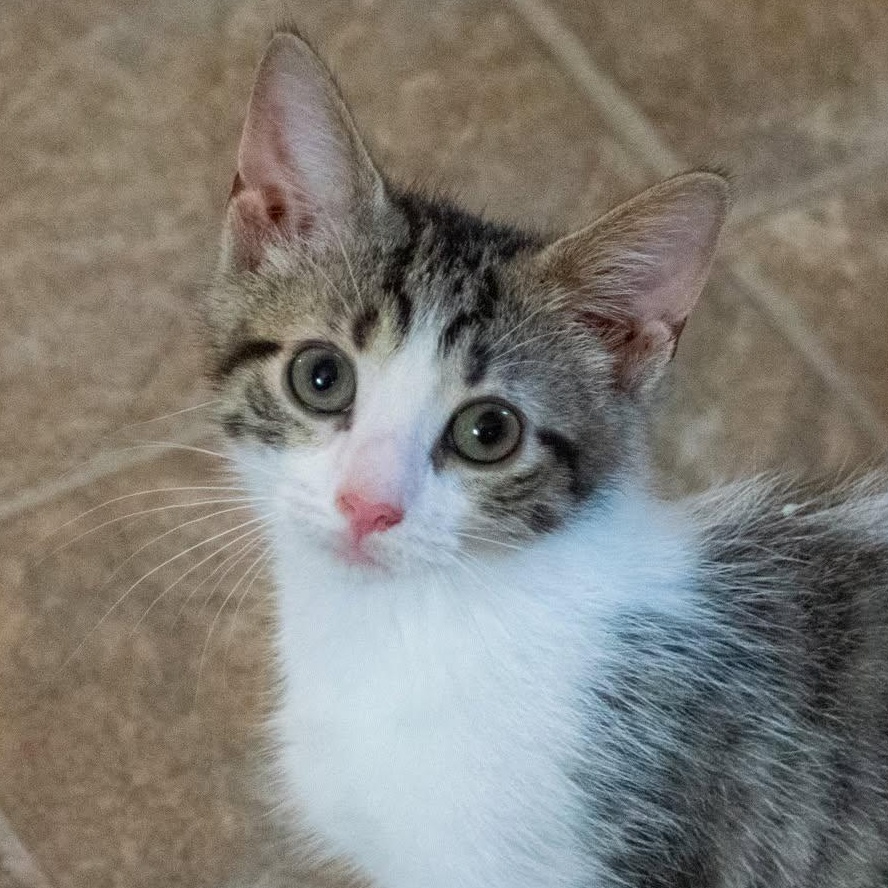 Enlarge Seether, a Adopted mixed breed in Shippenville, PA image 1/4