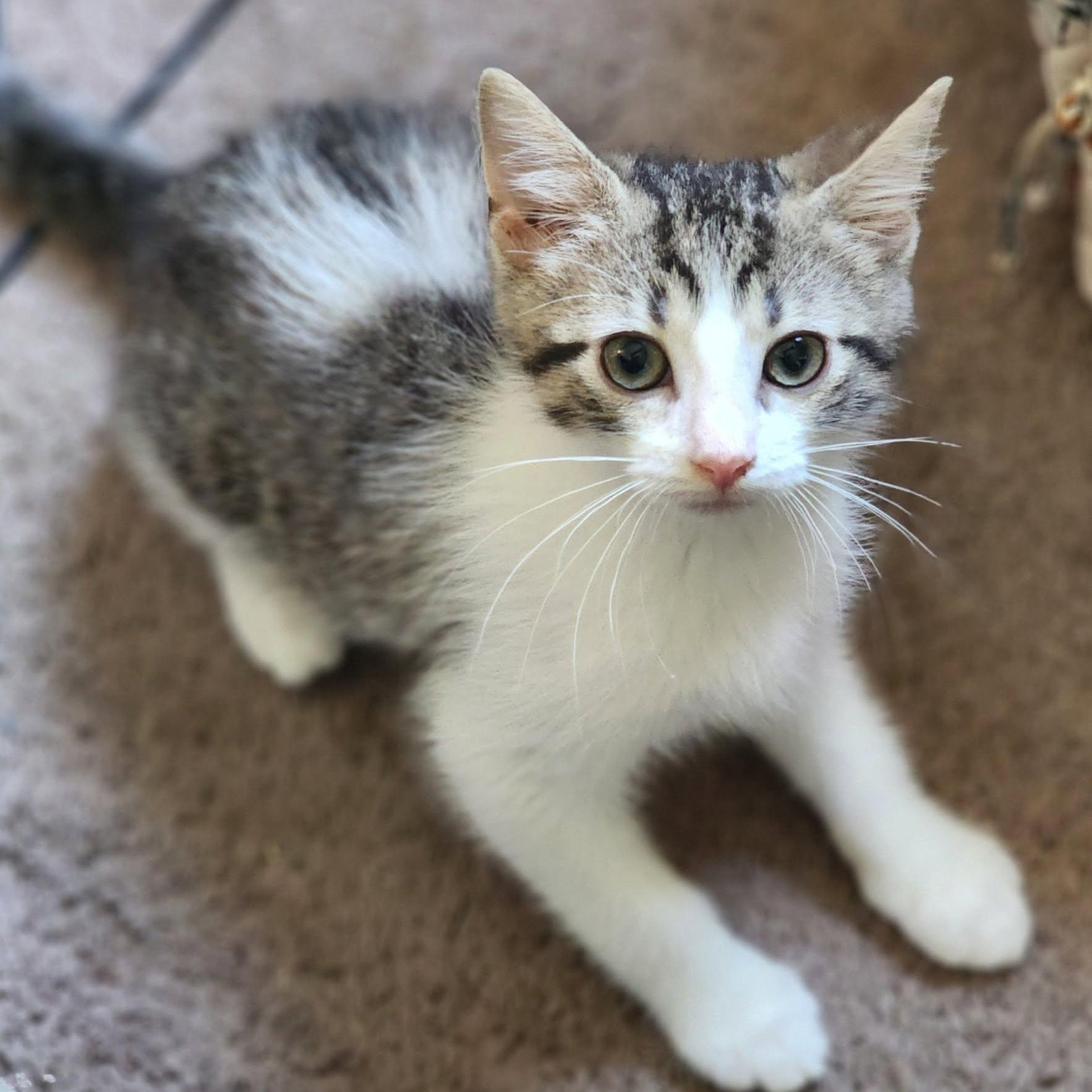 Enlarge Seether, a Adopted mixed breed in Shippenville, PA image 2/4
