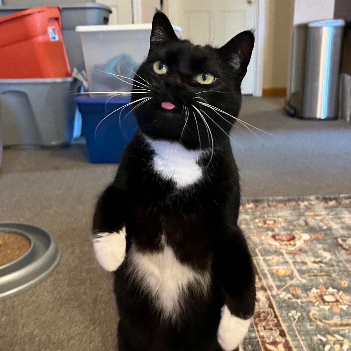 Correna, adoptable, Adult Female Domestic Short Hair.