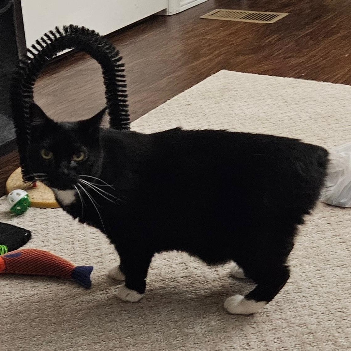 Correna, adoptable, Adult Female Domestic Short Hair.
