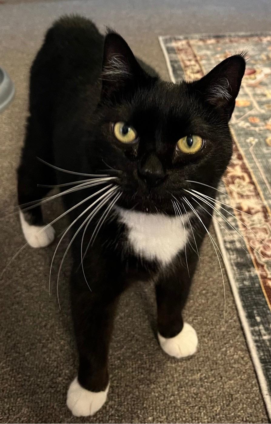 Enlarge Correna, a Adoptable Domestic Short Hair in Johnson City, TN image 4/4