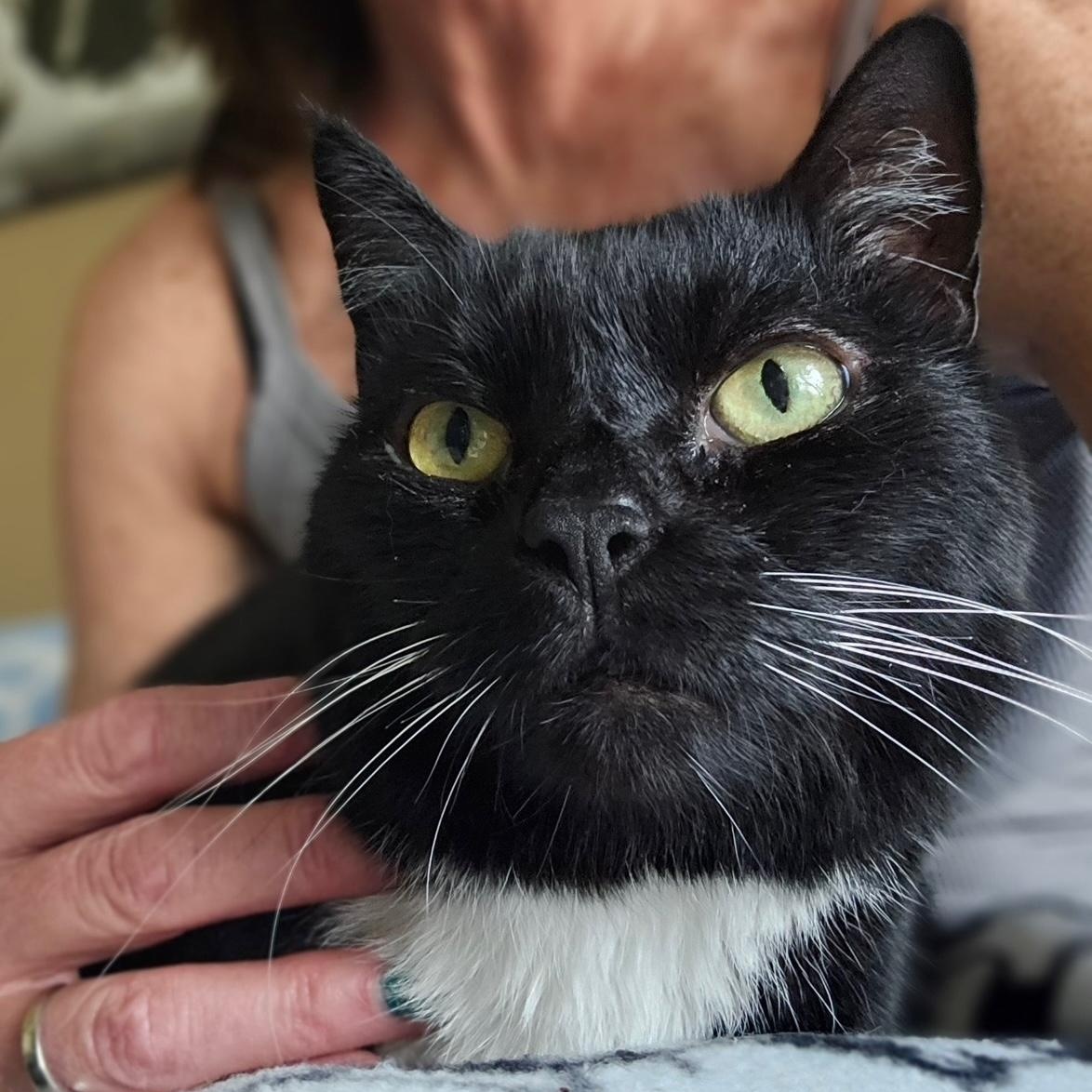 Correna, Adoptable, Adult Female Domestic Short Hair.