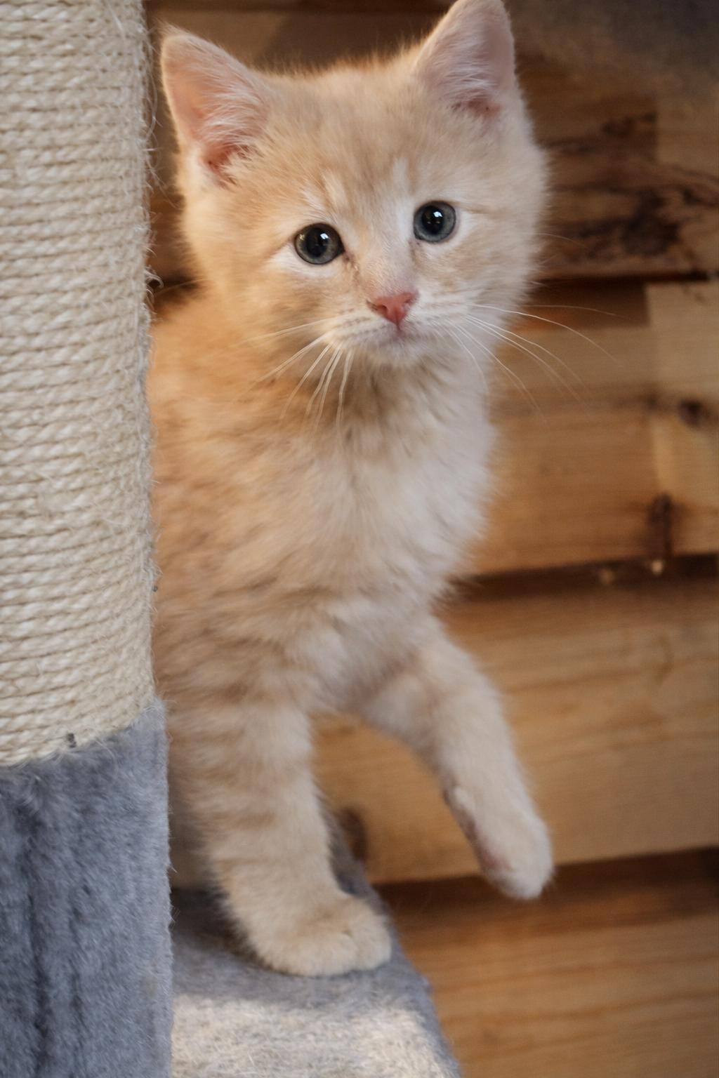 Enlarge Chunk, an adopted Domestic Short Hair in Greensburg, PA image 3/5