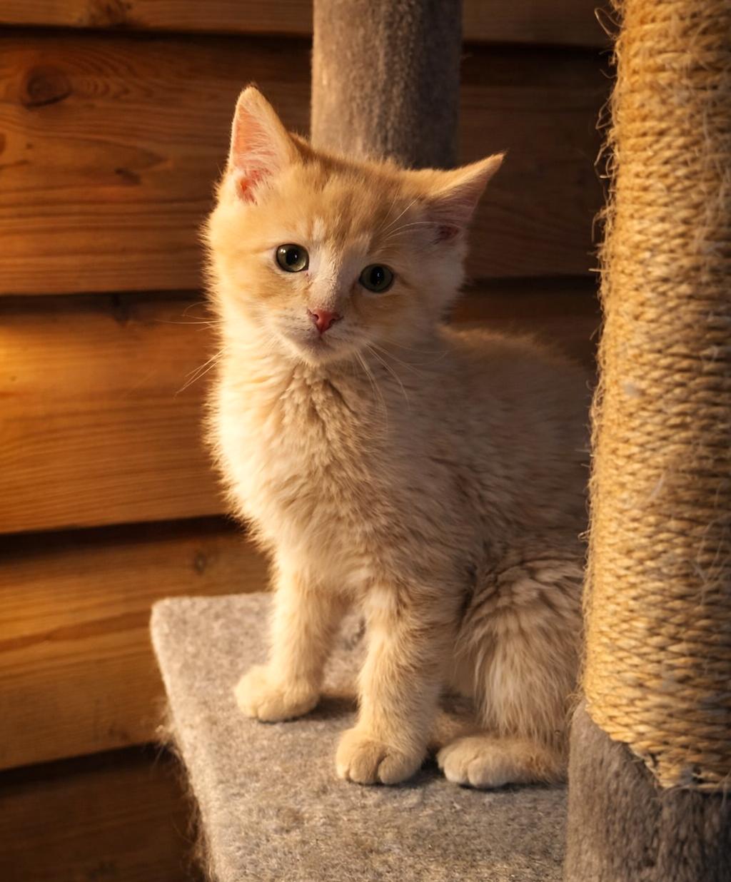 Chunk, adopted, Kitten Male Domestic Short Hair.