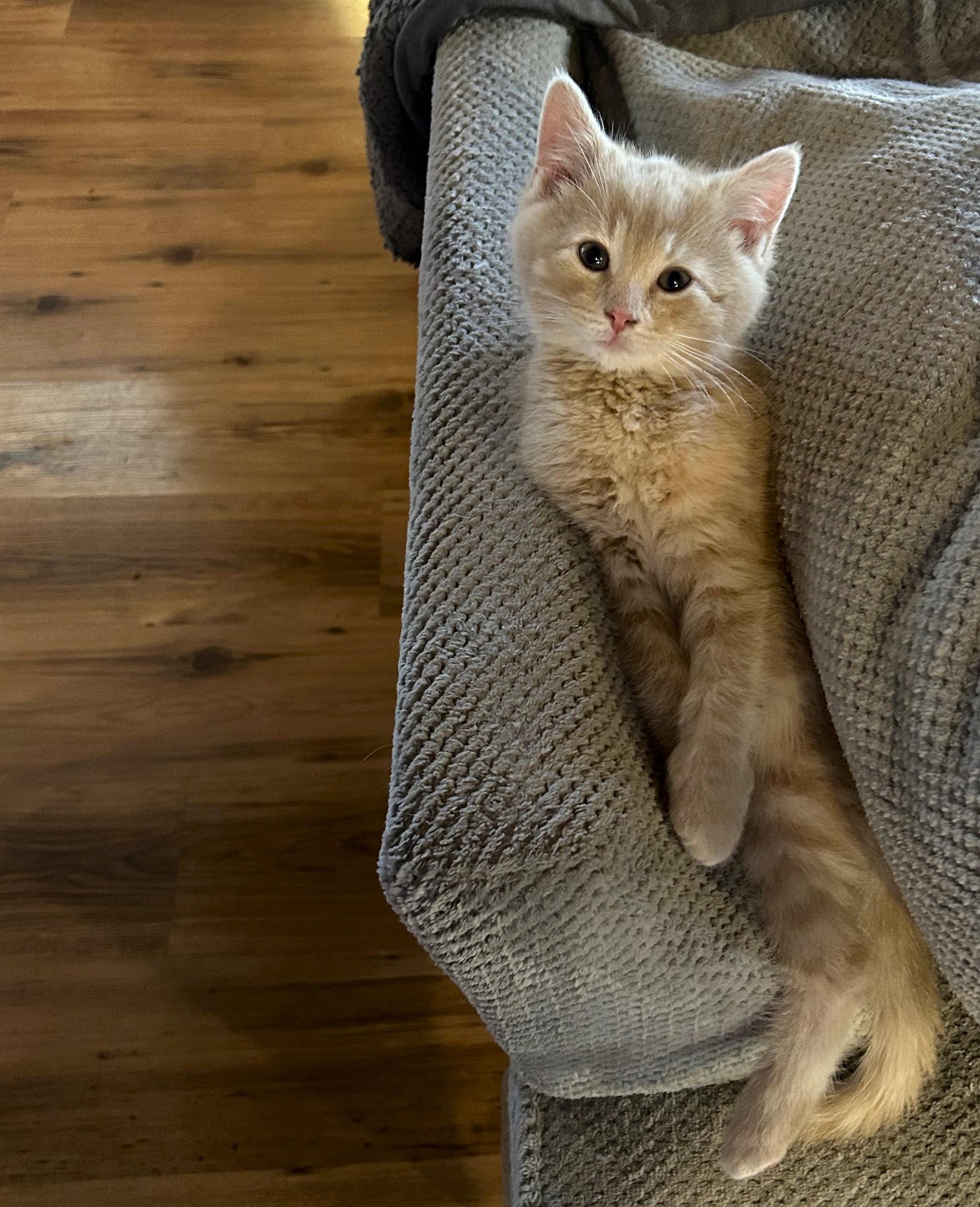 Enlarge Chunk, an adopted Domestic Short Hair in Greensburg, PA image 2/5