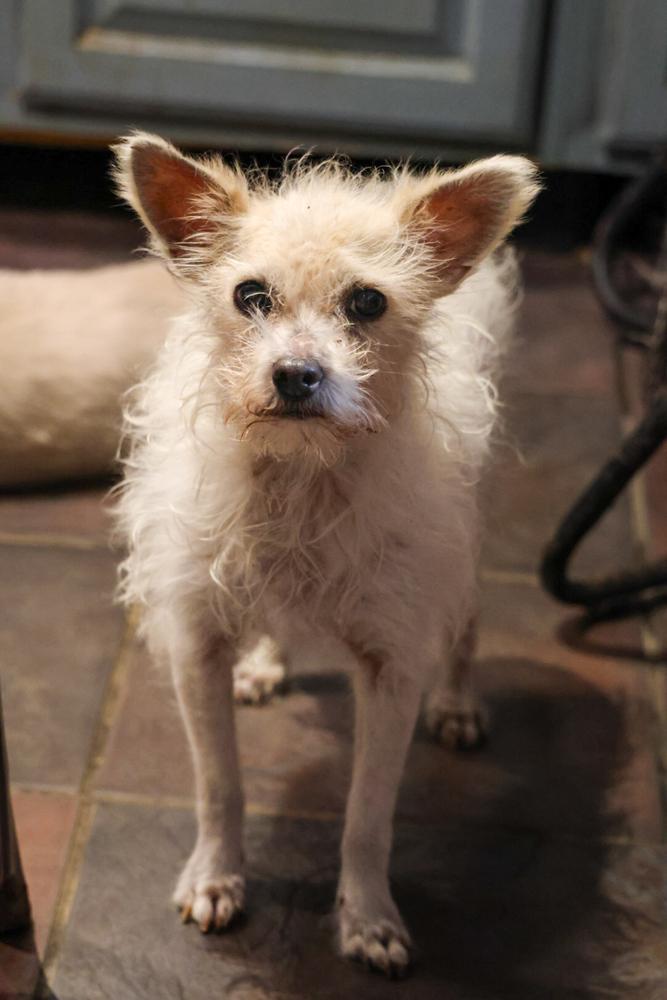 Lady, Adoptable, Senior Female Maltese.