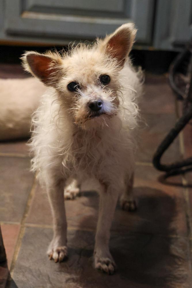 Enlarge Lady, a Adoptable mixed breed in TUCSON, AZ image 2/2