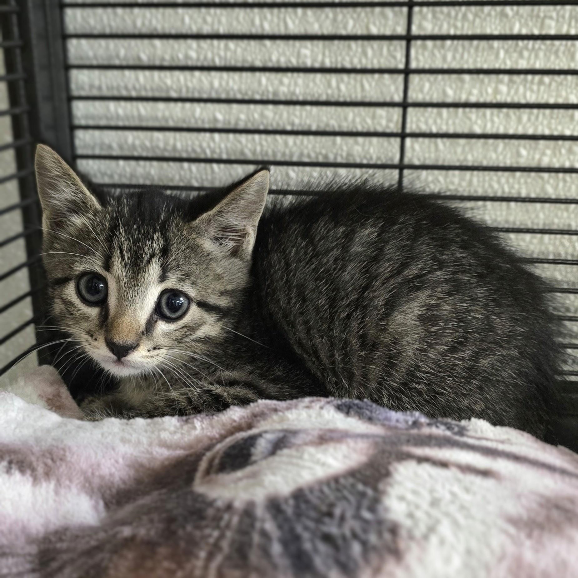 Enlarge Donnie, a Adoptable mixed breed in Mount Carmel, IL image 2/5