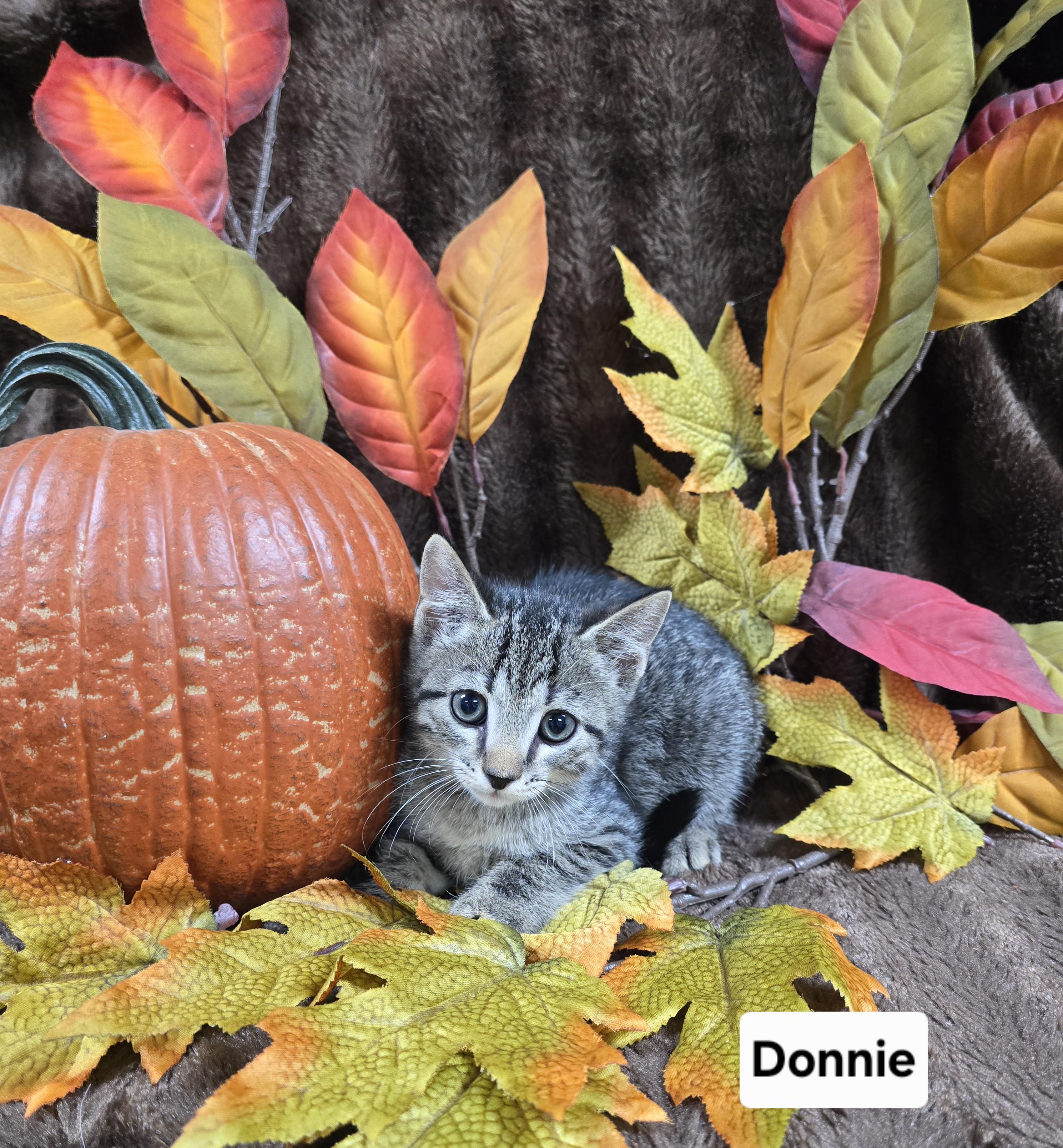 Donnie, Adoptable, Kitten Male Domestic Short Hair.