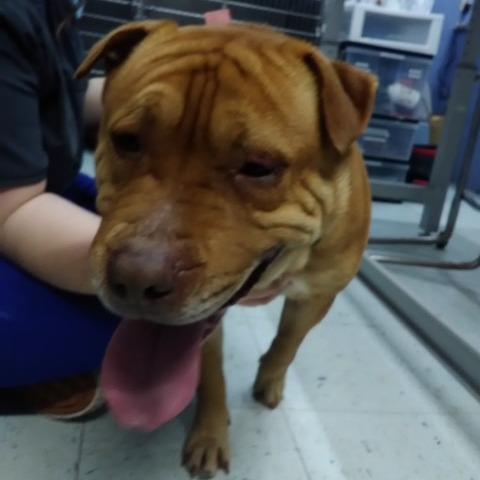 Max, Adoptable, Adult Male Shar-Pei & Mixed Breed.