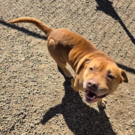 Max, a Adoptable mixed breed in Marble, NC image 2/5