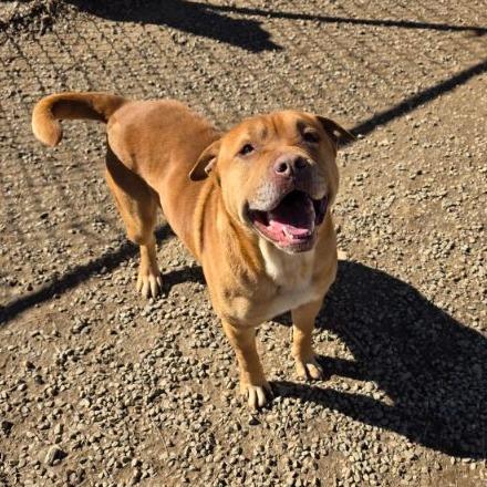 Max, a Adoptable mixed breed in Marble, NC image 3/5