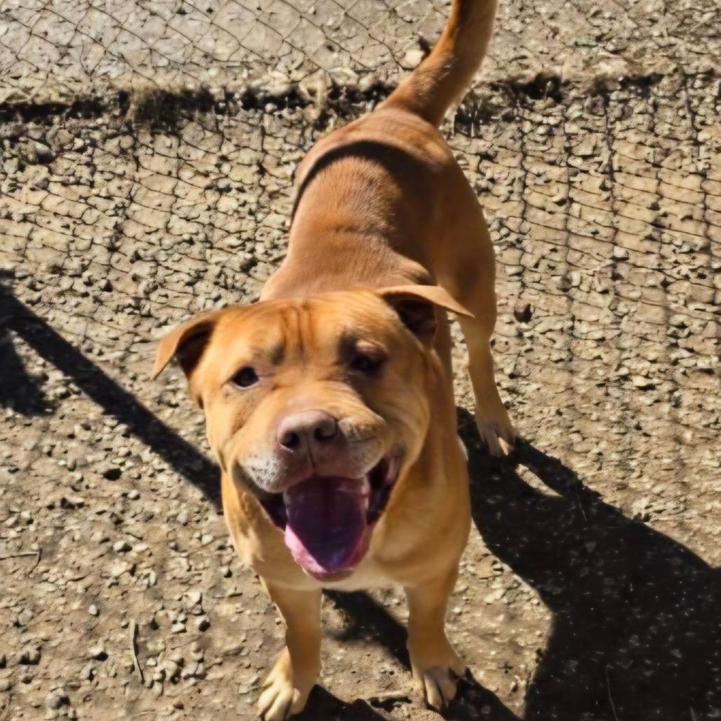 Max, a Adoptable mixed breed in Marble, NC image 4/5