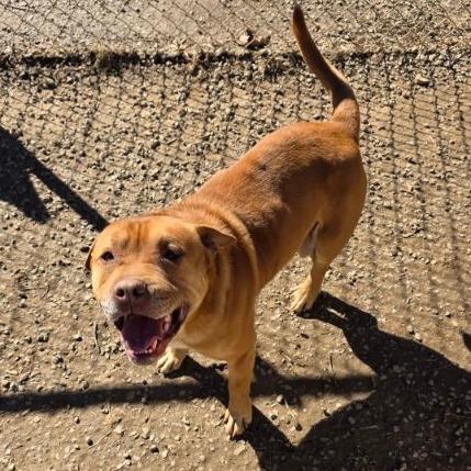 Max, a Adoptable mixed breed in Marble, NC image 5/5