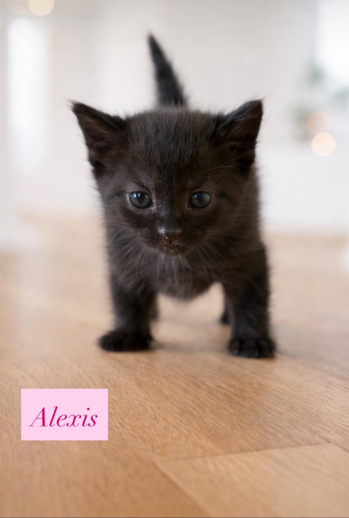 Enlarge Alexis, a ADOPTABLE Domestic Short Hair in Crown Point, IN image 1/1