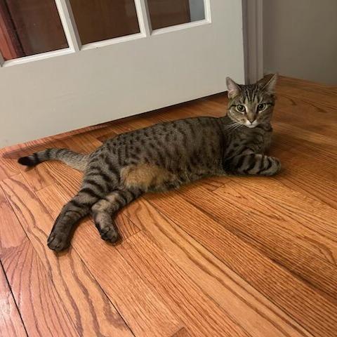 Dorothy, Adoptable, Young Female Domestic Short Hair.