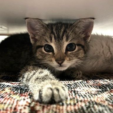 Dorothy, Adoptable, Young Female Domestic Short Hair.