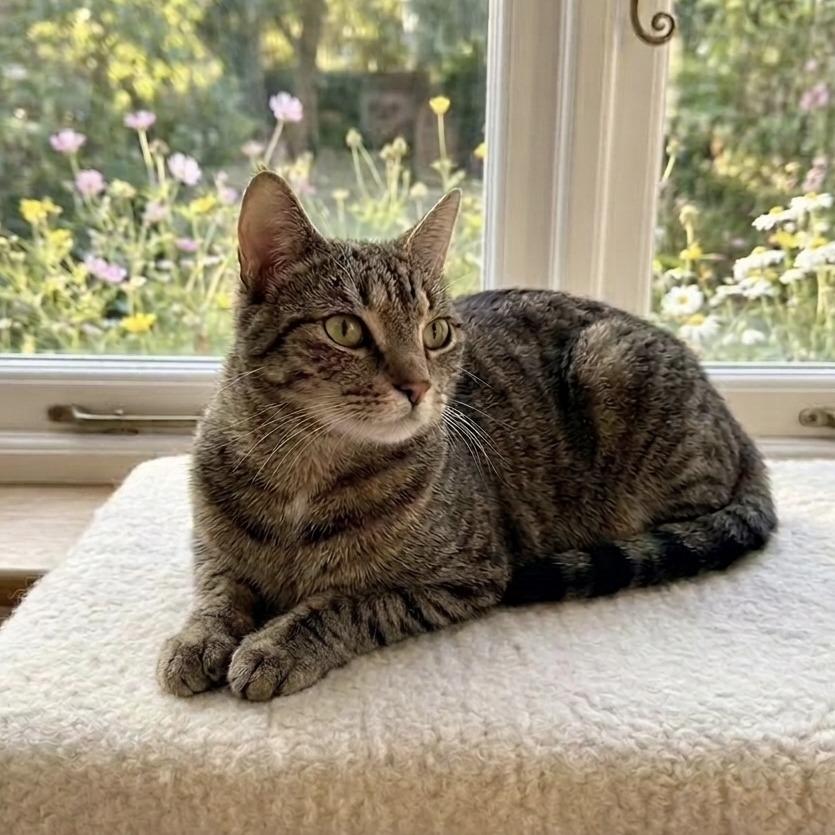 Dorothy, a Adoptable Domestic Short Hair in Charlottesville, VA image 2/2