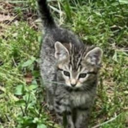 Dorothy, a Adoptable Domestic Short Hair in Charlottesville, VA image 2/4