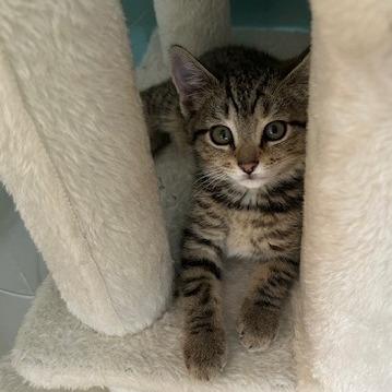 Dorothy, a Adoptable Domestic Short Hair in Charlottesville, VA image 3/4