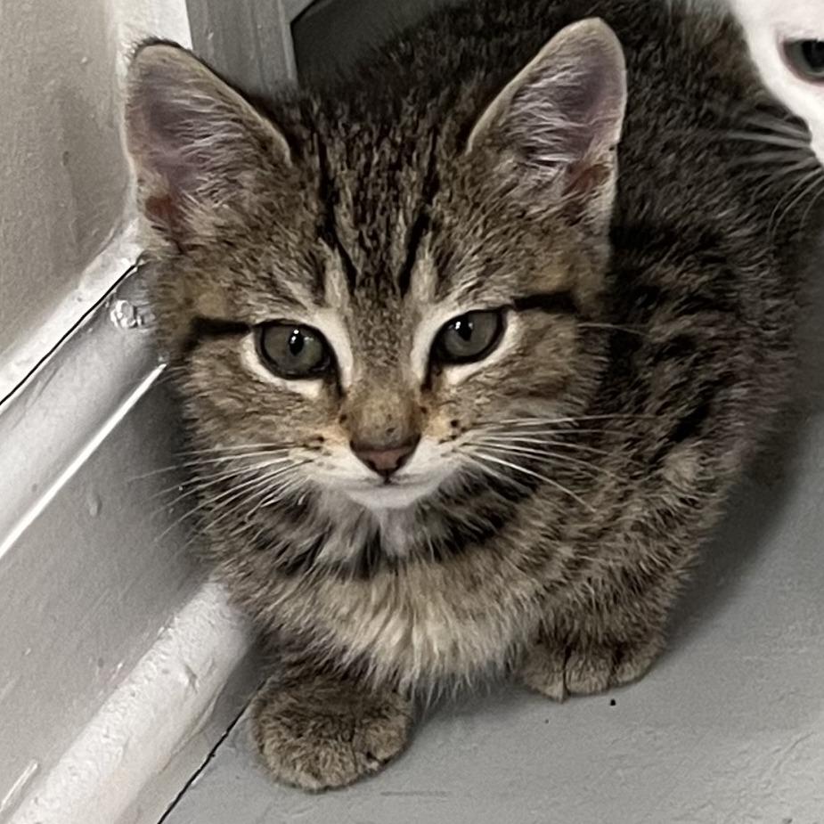 Dorothy, a Adoptable Domestic Short Hair in Charlottesville, VA image 4/4