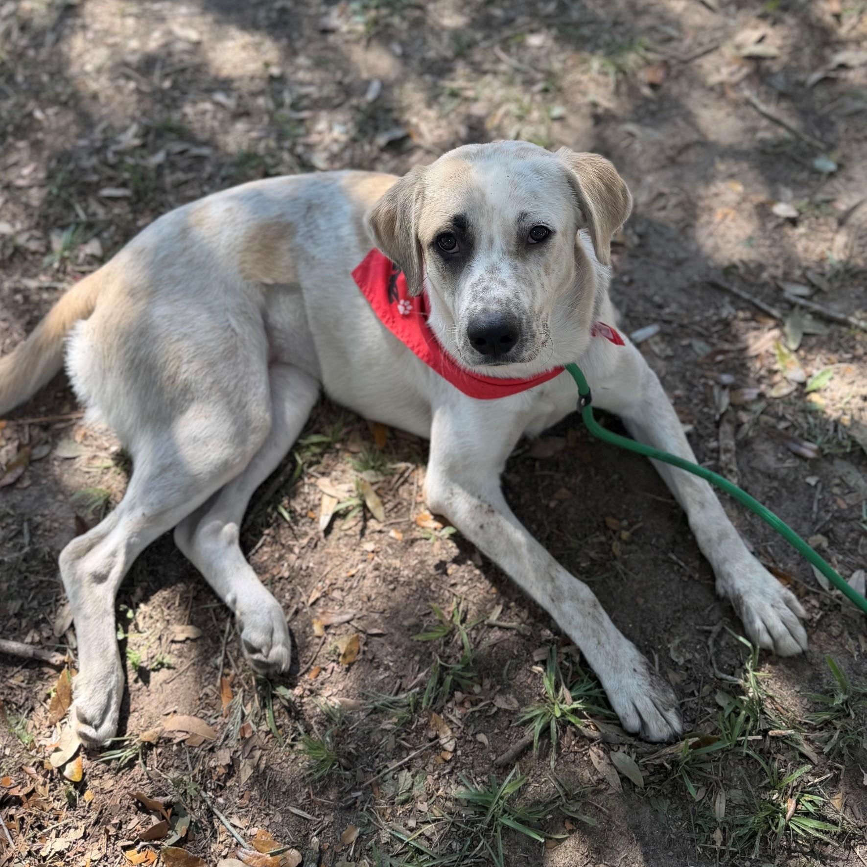 Enlarge Molly, a Adoptable Mixed Breed in Summerdale, AL image 1/1