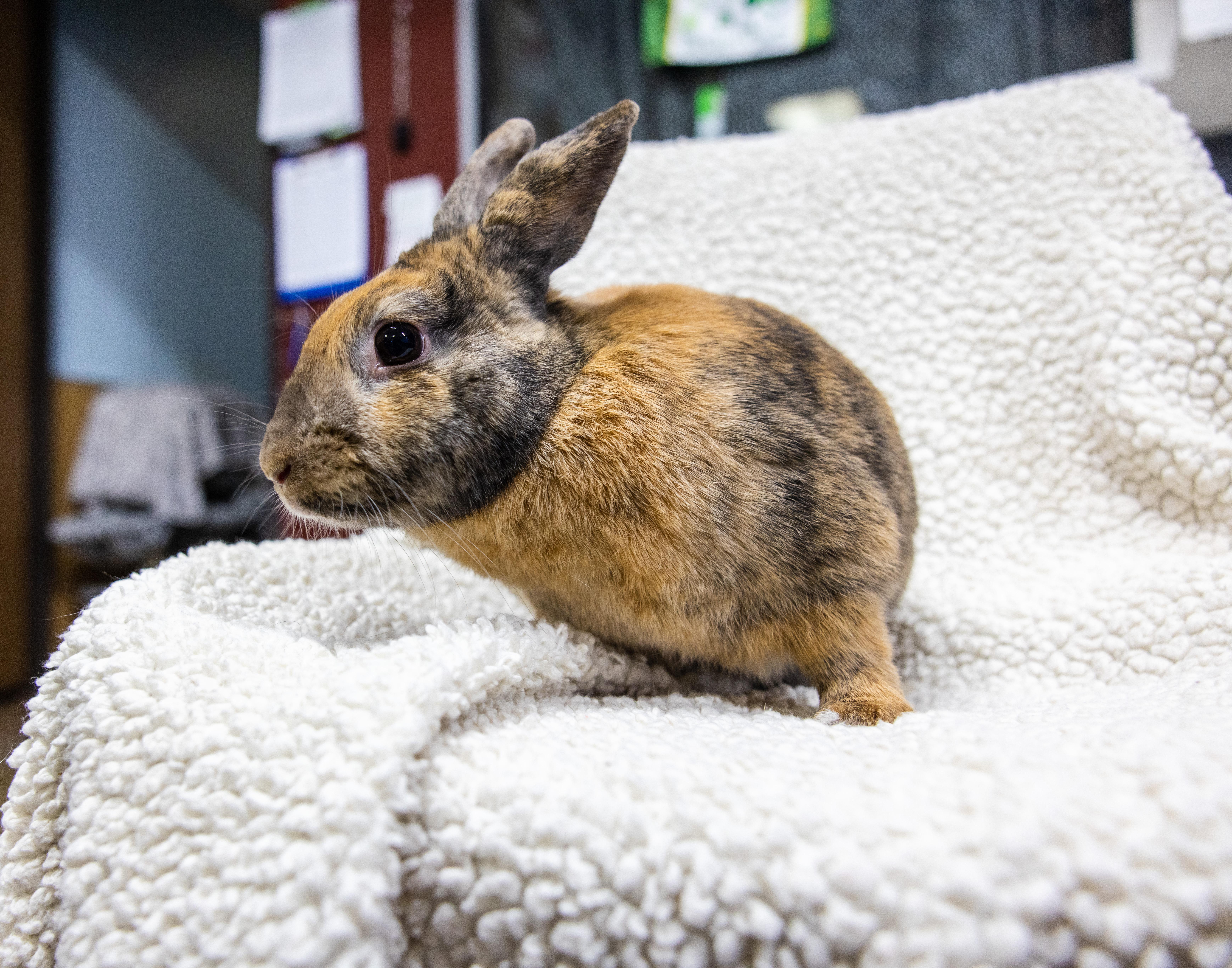 Enlarge ASH, a Adoptable Bunny Rabbit in Helendale, CA image 1/1