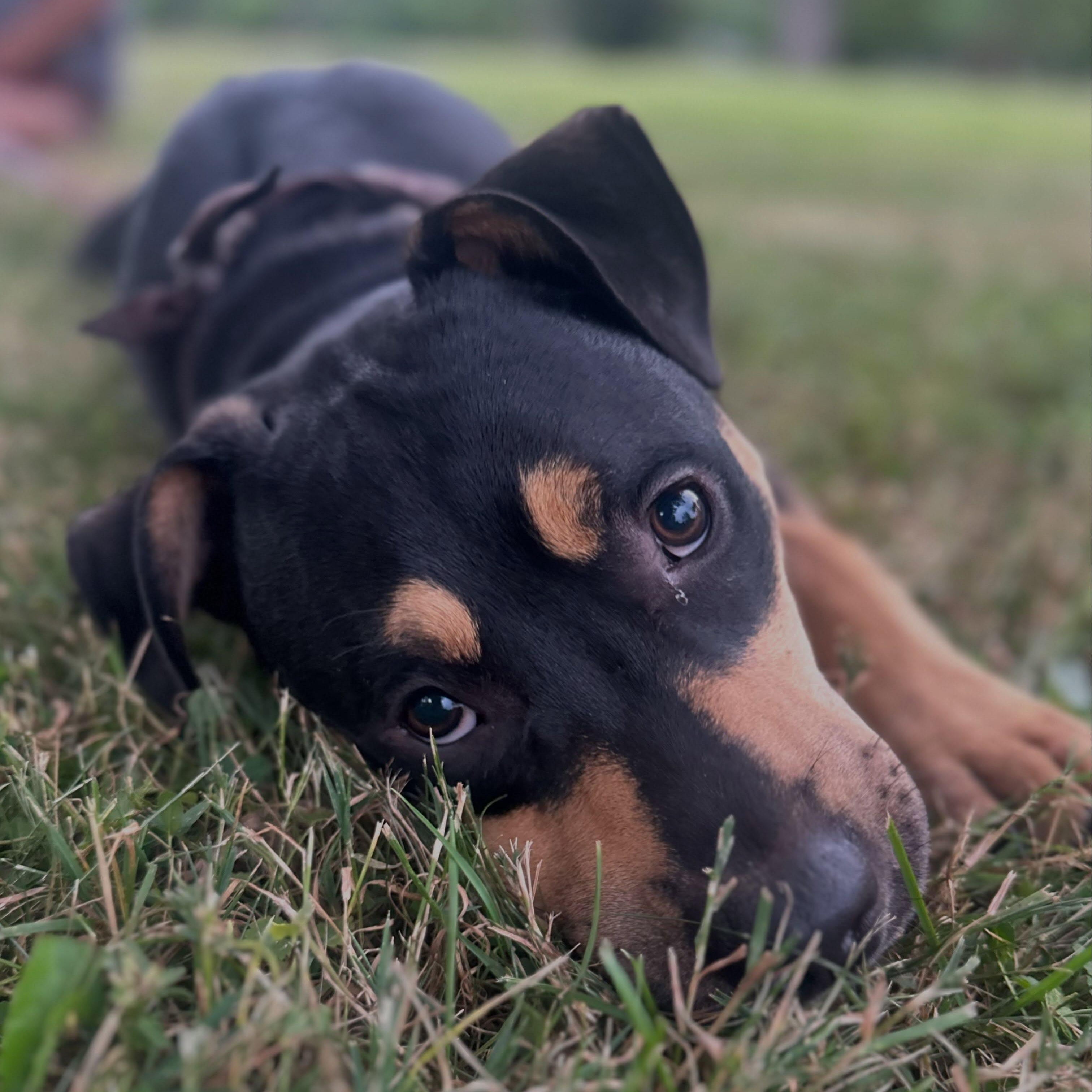 Enlarge Churrito, an adopted mixed breed in Detroit, MI image 2/4