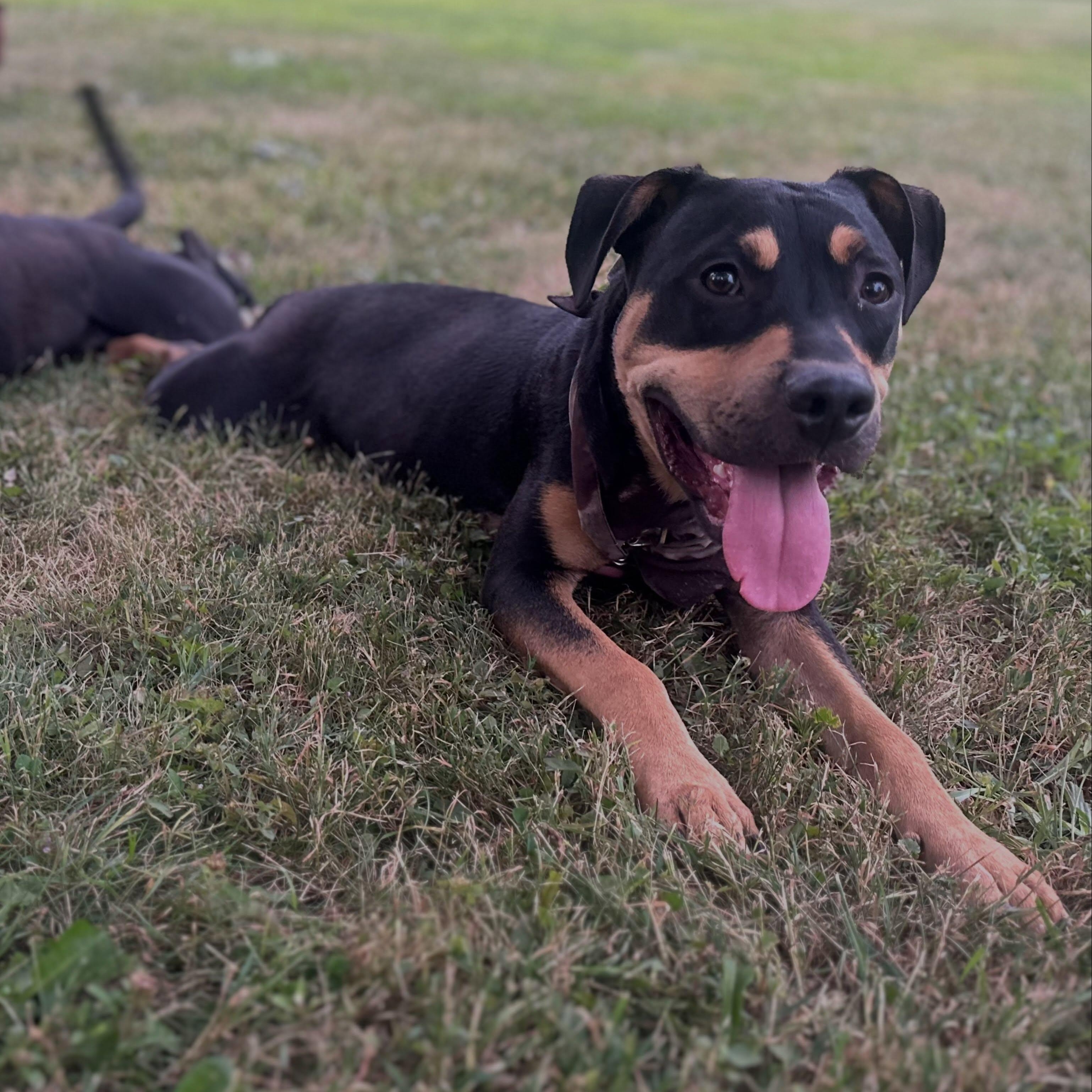 Enlarge Churrito, an adopted mixed breed in Detroit, MI image 3/4