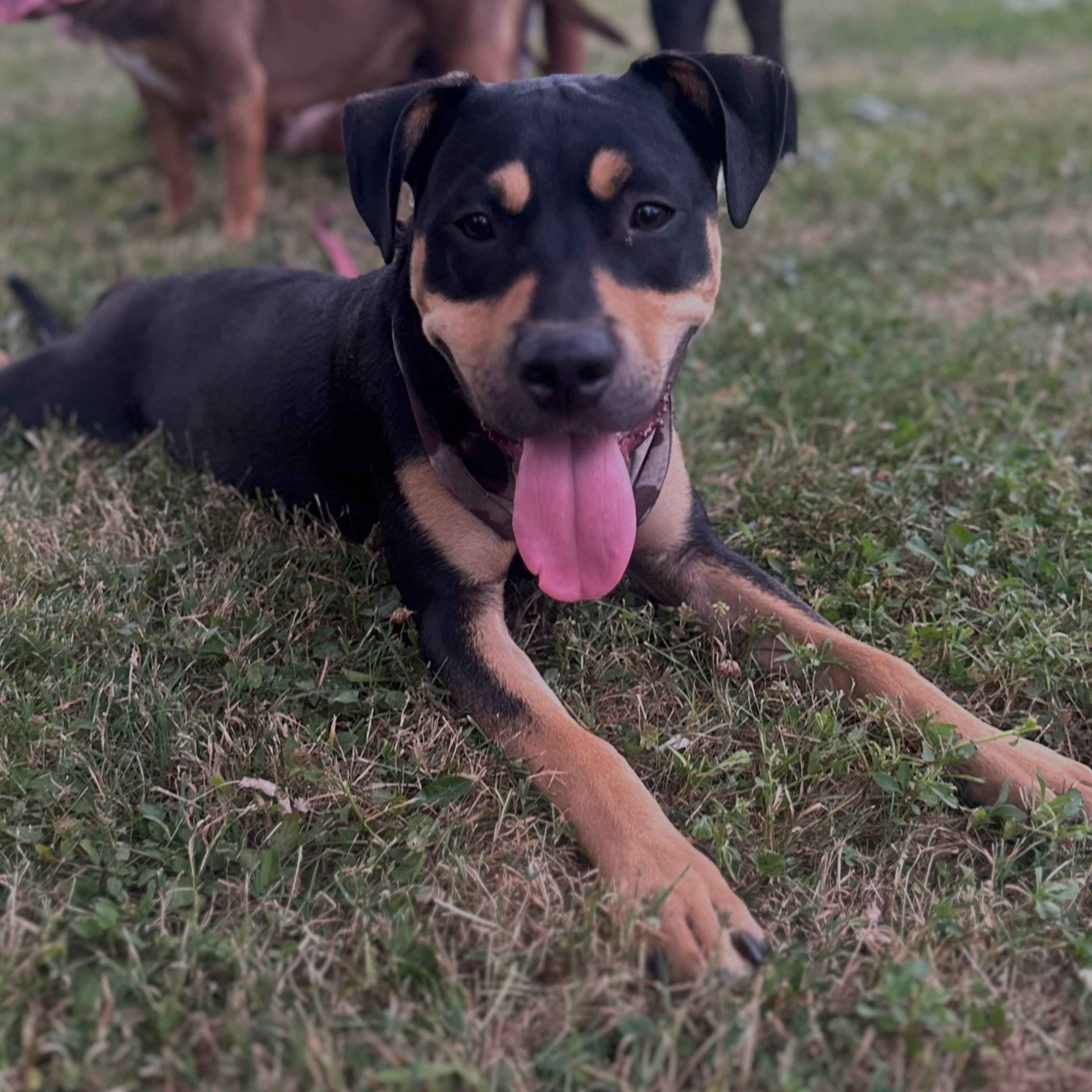 Enlarge Churrito, an adopted mixed breed in Detroit, MI image 1/4