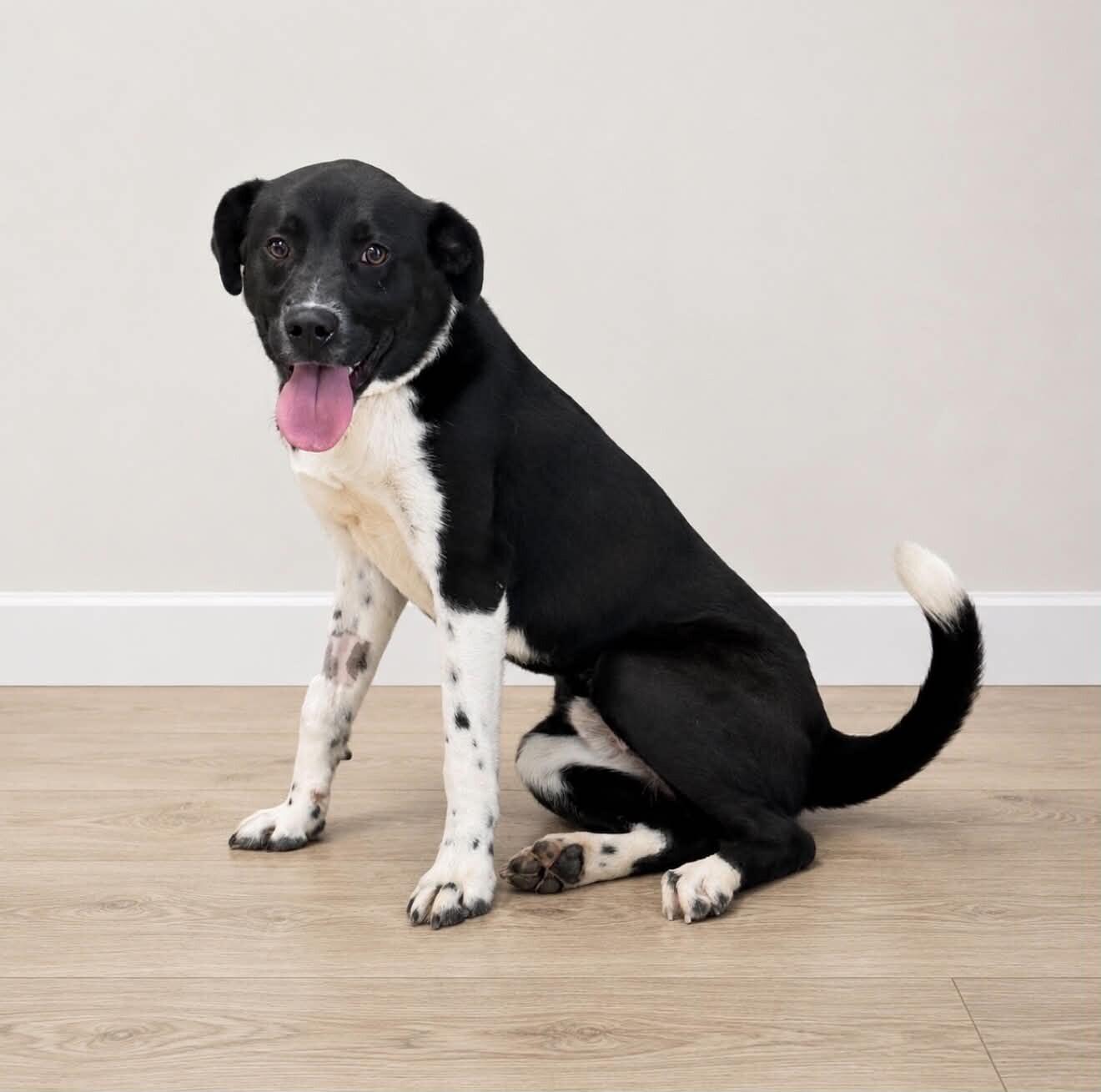 Flash, Adoptable, Young Male Labrador Retriever & Border Collie.