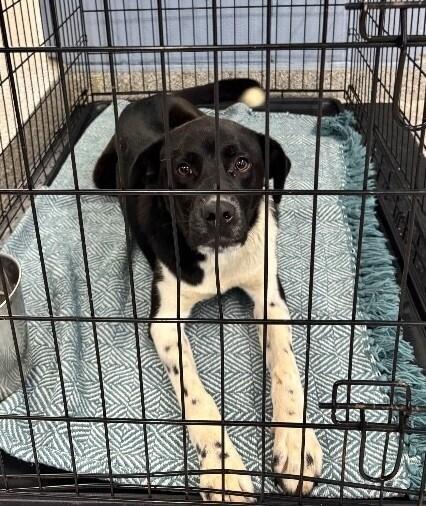 Flash, a Adoptable mixed breed in Georgetown, OH image 2/2
