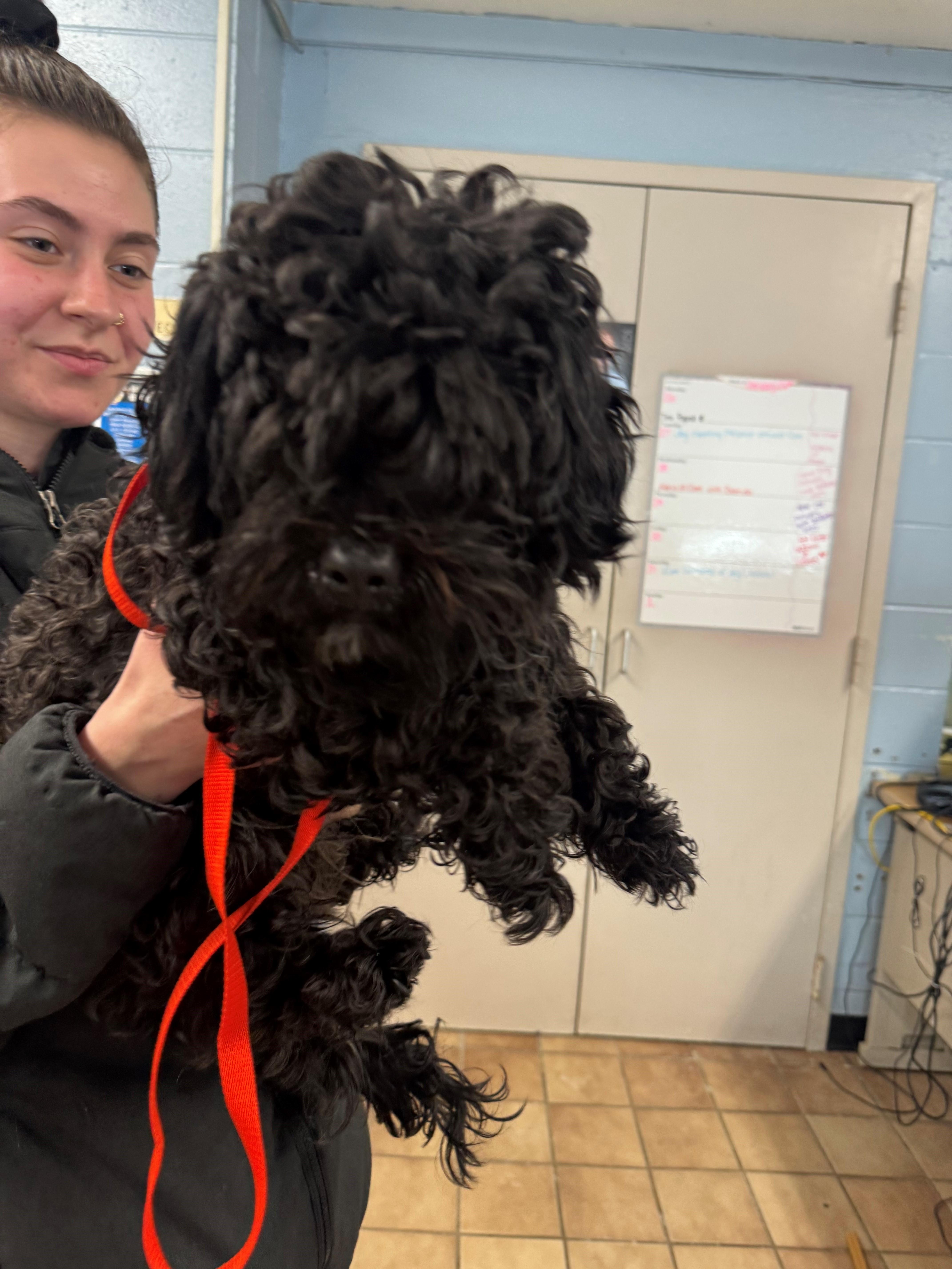 Enlarge Puma, a ADOPTABLE mixed breed in Edison, NJ image 1/1