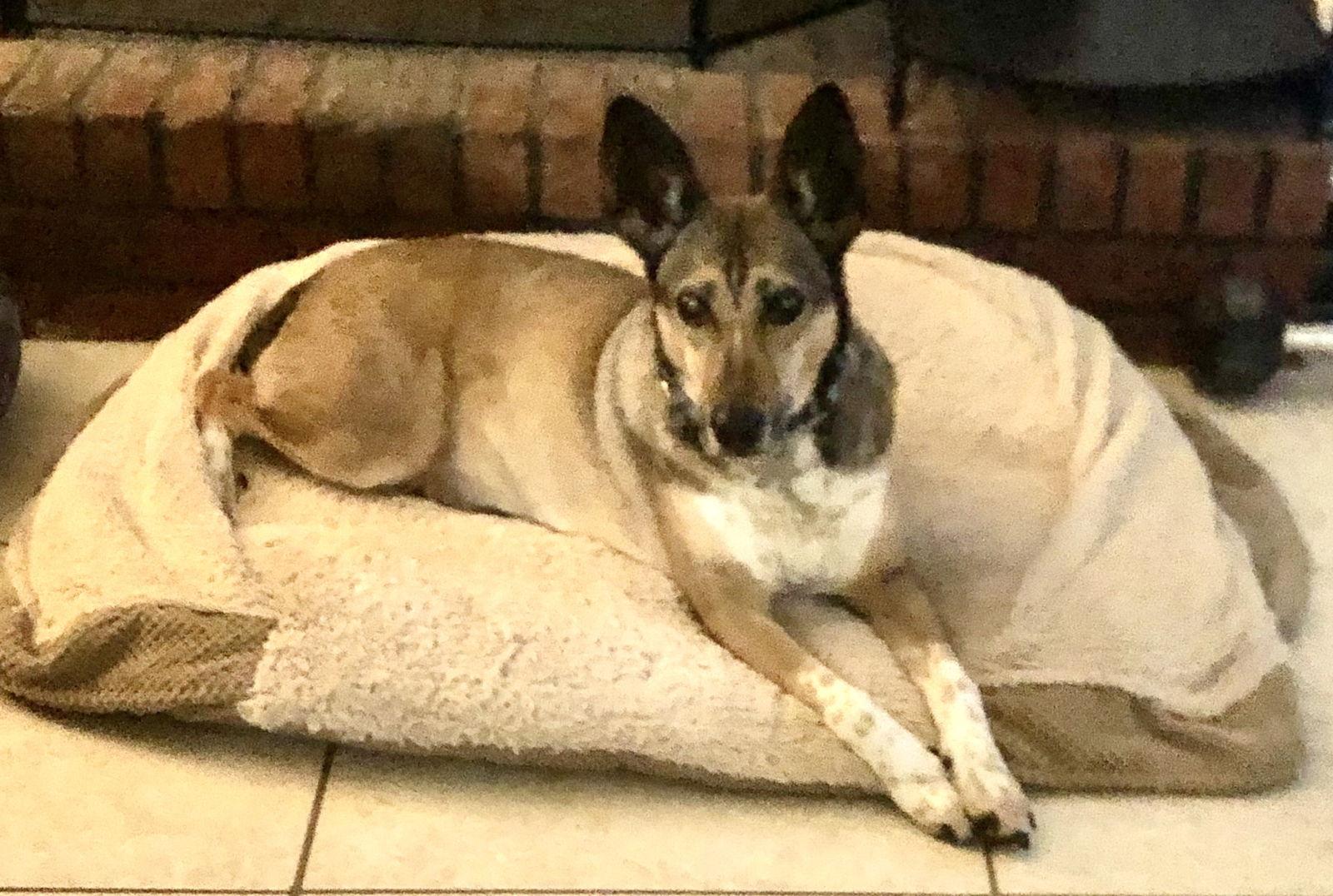 Tess, Adoptable, Adult Female Australian Cattle Dog / Blue Heeler & German Shepherd Dog.