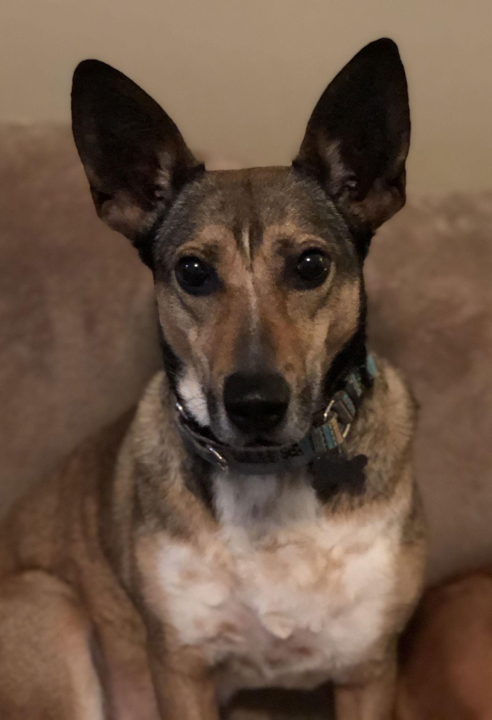 Tess, a Adoptable mixed breed in Acworth, GA image 2/3