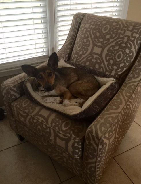 Tess, a Adoptable mixed breed in Acworth, GA image 3/3