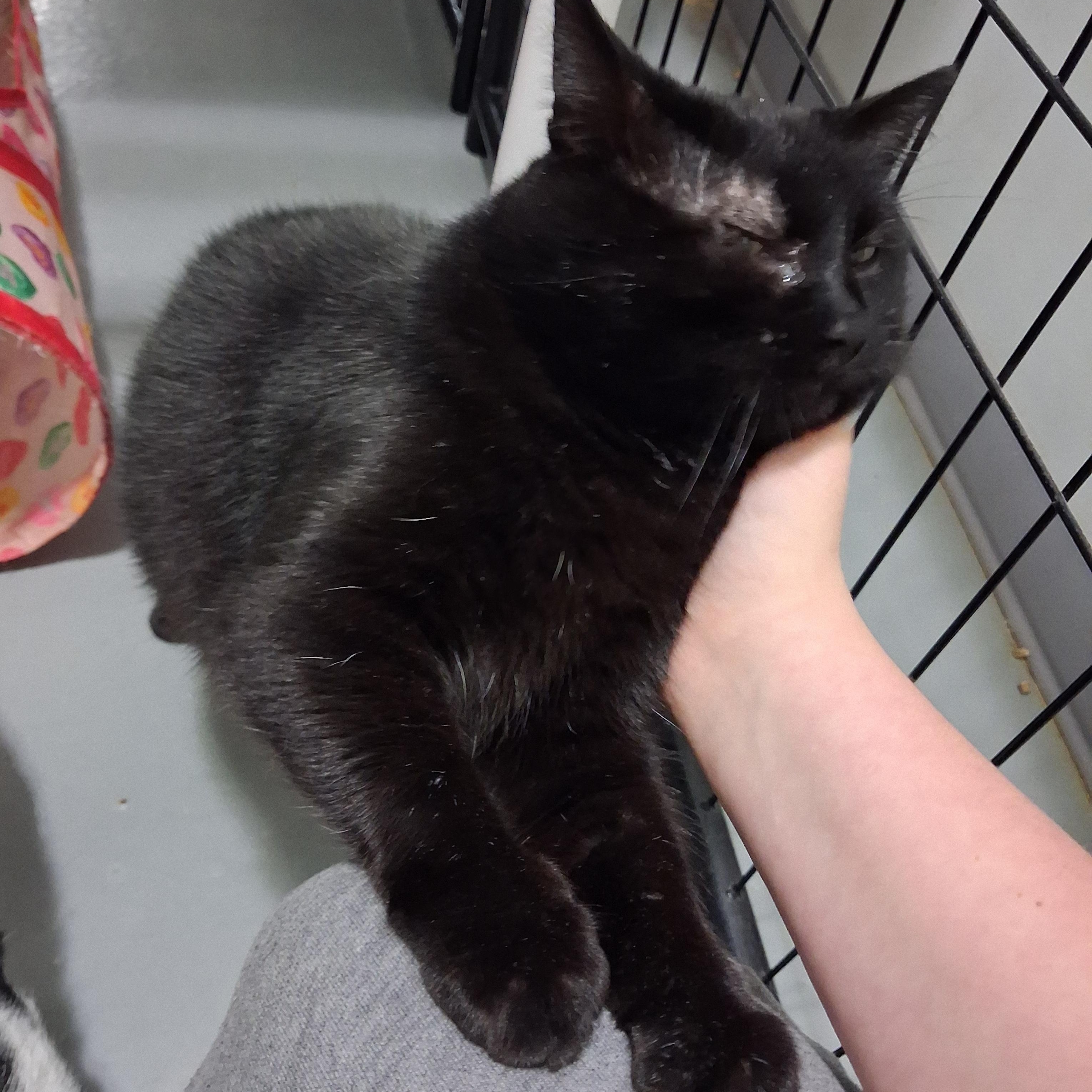 Enlarge Patsy, a Adoptable Domestic Short Hair in Iowa Falls, IA image 2/4