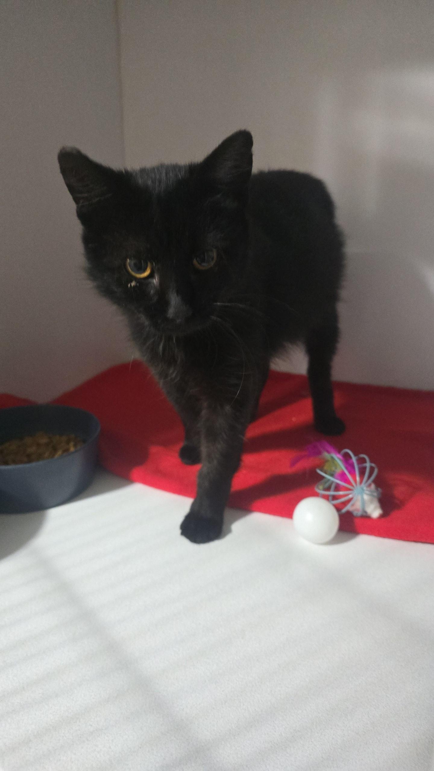 Patsy, Adoptable, Young Female Domestic Short Hair.