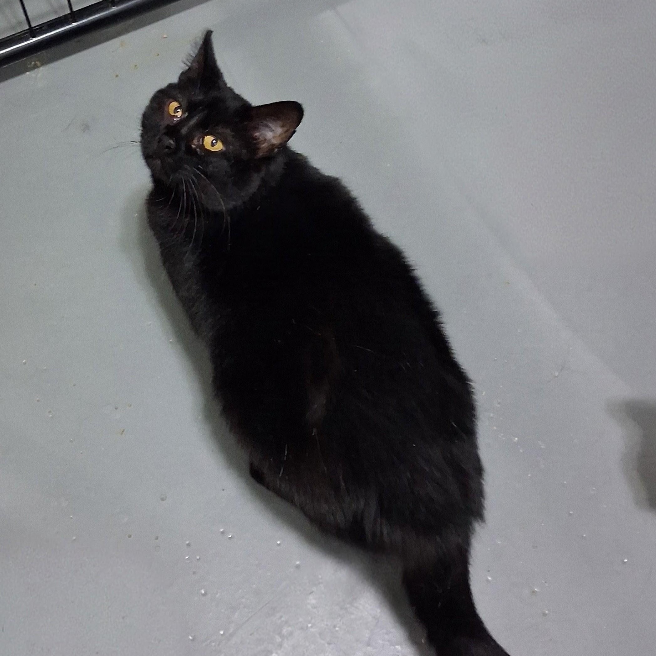 Enlarge Patsy, a Adoptable Domestic Short Hair in Iowa Falls, IA image 3/4