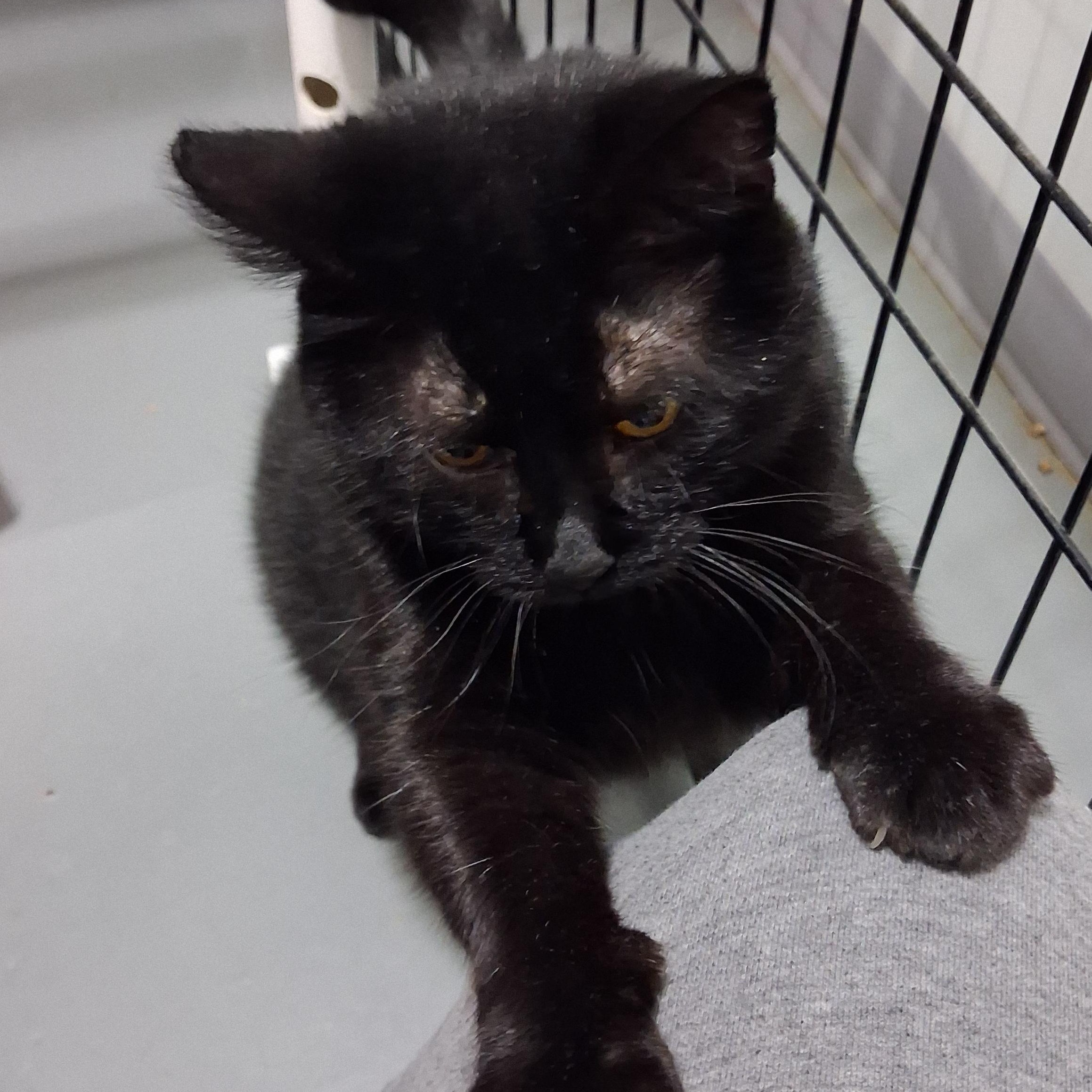 Enlarge Patsy, a Adoptable Domestic Short Hair in Iowa Falls, IA image 4/4